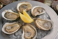 Oysters