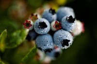Blueberries